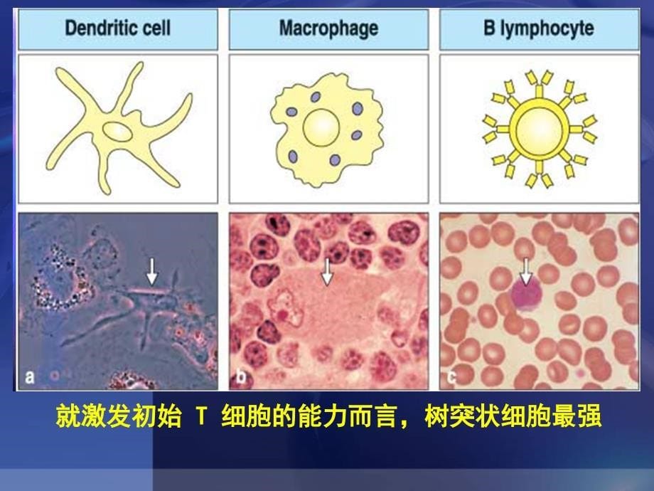 医学免疫学第十一章抗原提呈细胞与抗原的加工及提呈_第5页