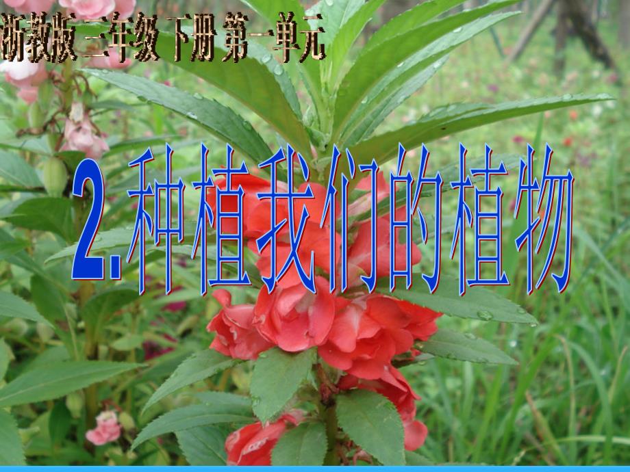 浙教版 三年级 下册 第一单元2.种植我 们的 植物_第1页
