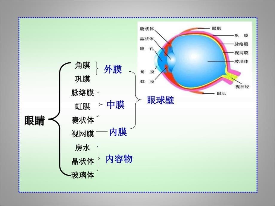 济南版生物七下第四节《人体对周围世界的感知》p pt 课件_第5页