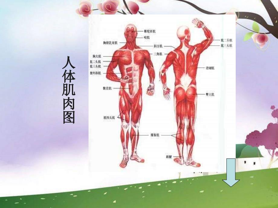 人教版体育与健康《人体与运动》_第3页