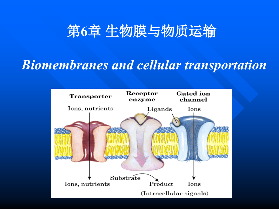 考研科目，动物生物化学 第6章 生物膜与物质转运.ppt_第1页