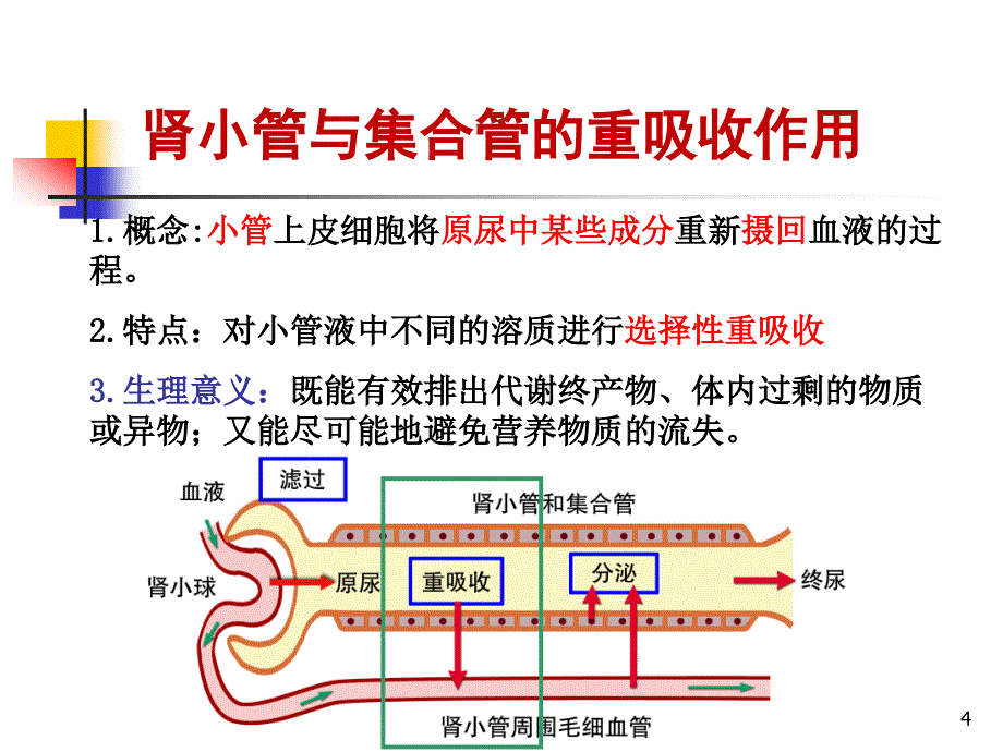 生理学课件肾脏2章节_第4页