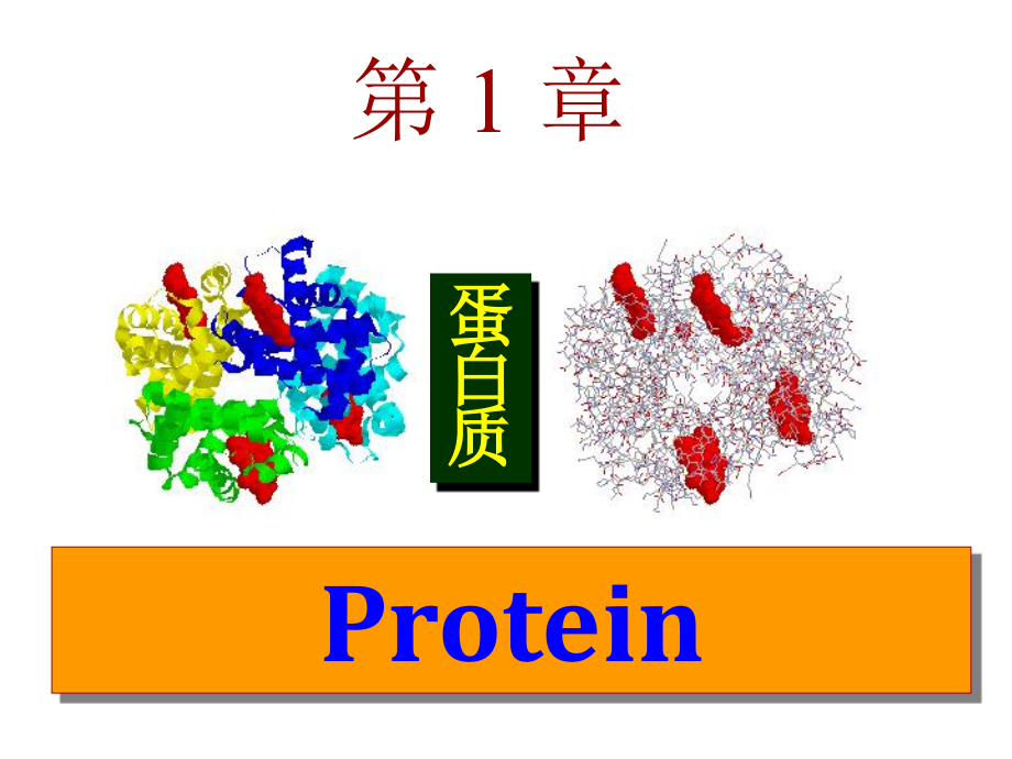 生物化学第1章蛋白质_第1页