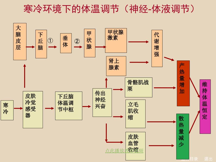 神经调节与体液调节的关系1章节_第3页