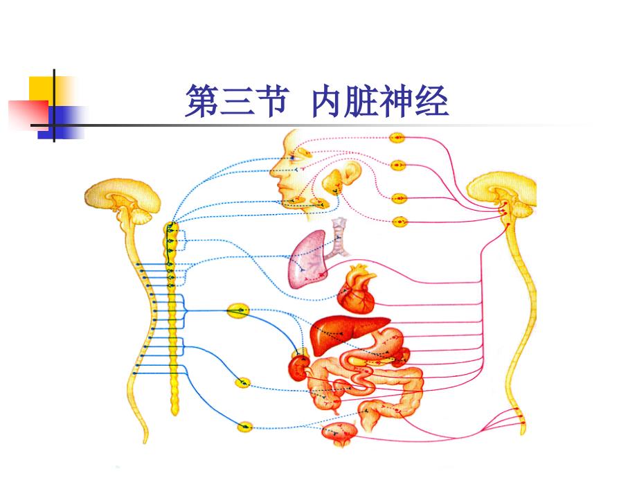 神经系统内脏神经_第1页