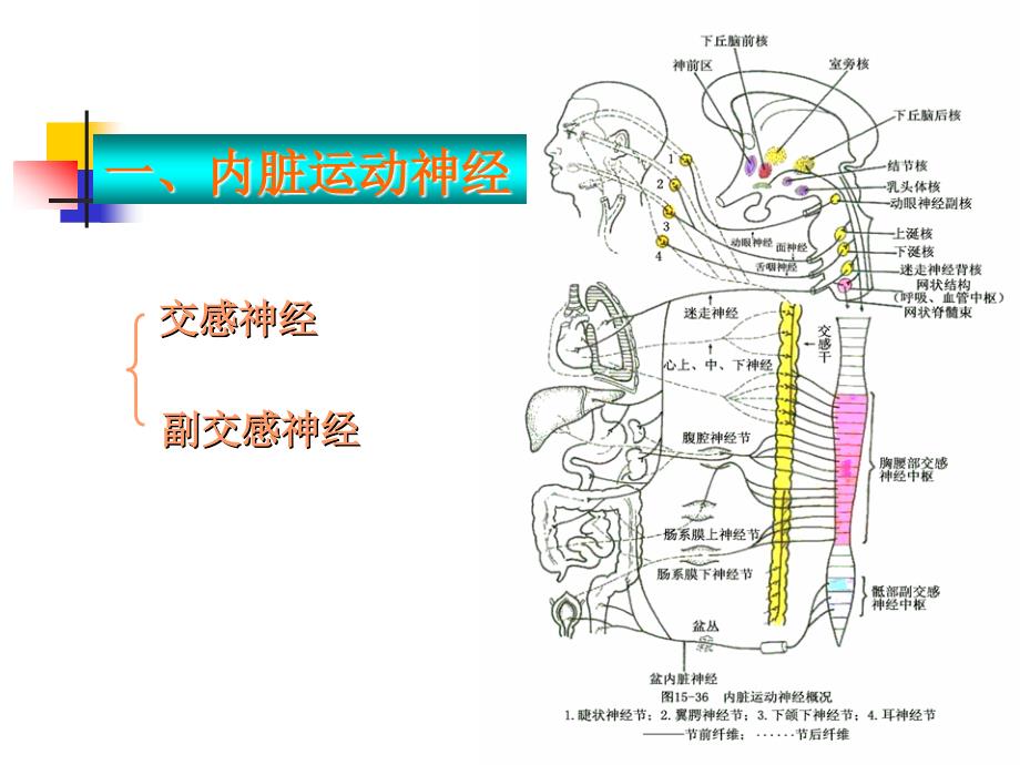 神经系统内脏神经_第3页