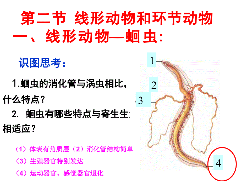 第二节线形动物和环节动物课件_第4页