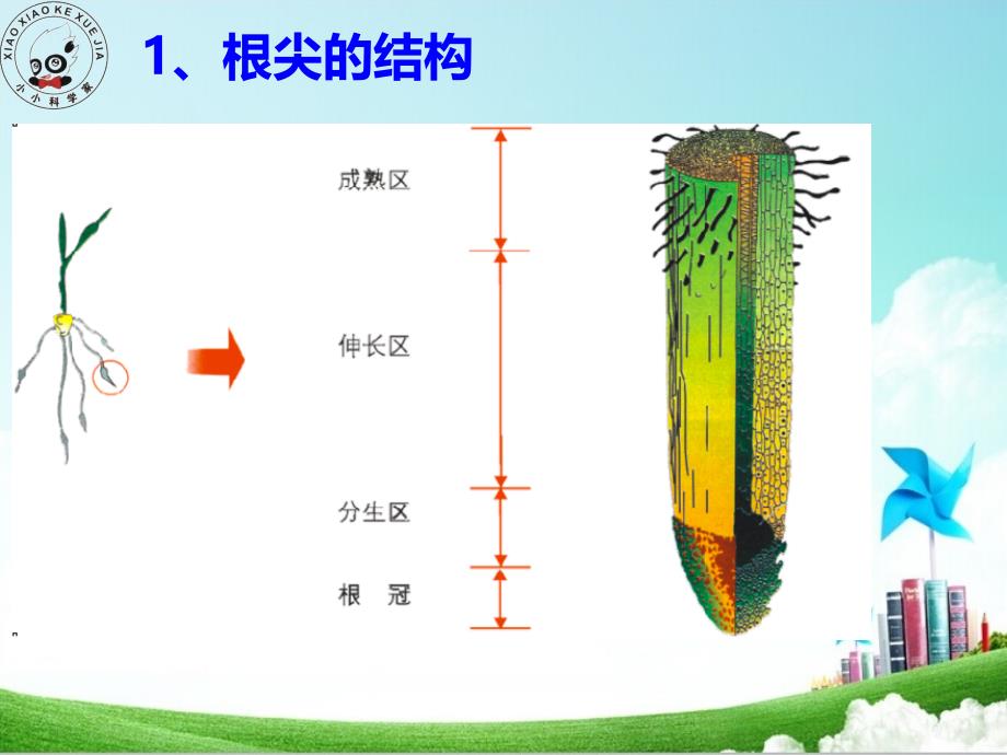 生物2014秋季4认识根尖茎的结构与功能_第4页