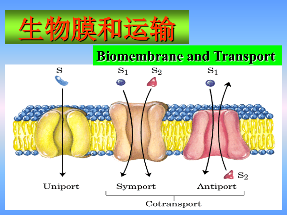 生物膜和运输课件_第1页