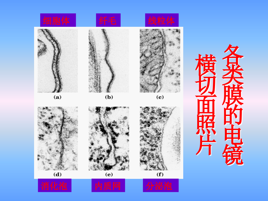 生物膜和运输课件_第4页