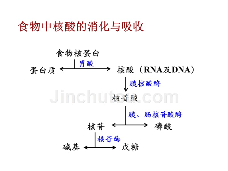 生物化学教学课件作者第二版韩昌洪第八章核苷酸代谢_第4页