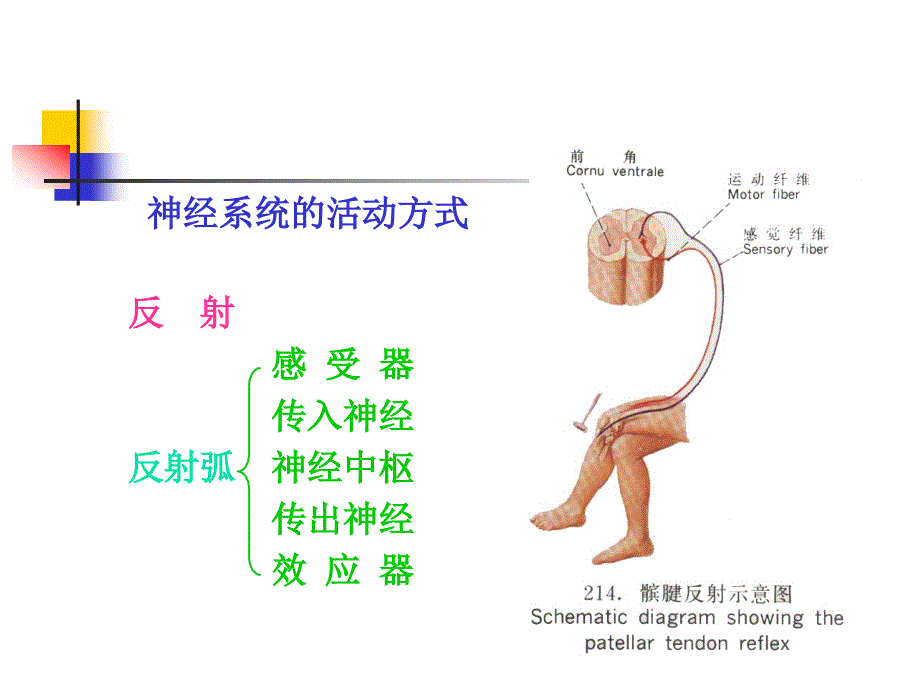 神经系统神经系统总论_第3页