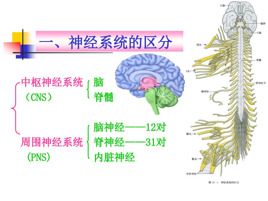 神经系统神经系统总论_第4页