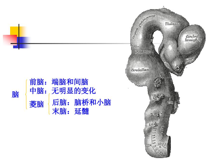 神经系统脑干_第3页