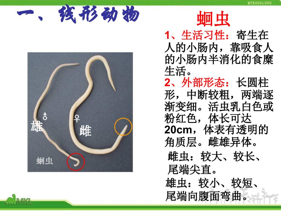 生物新人教版8年级上册全册课件221份5.1.2线形动物和环节动物_第2页