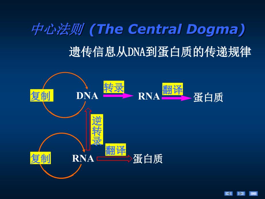 生化课件DNA的生物合成_第1页