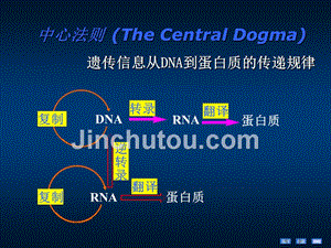 生化课件DNA的生物合成