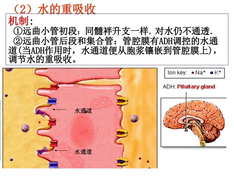 生理课件第十章泌尿系统生理2章节_第5页