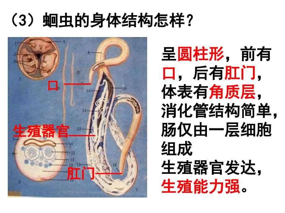 第二节 线形动物和环节 动物 课件_第3页