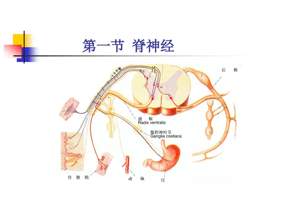 神经系统脊神经_第2页