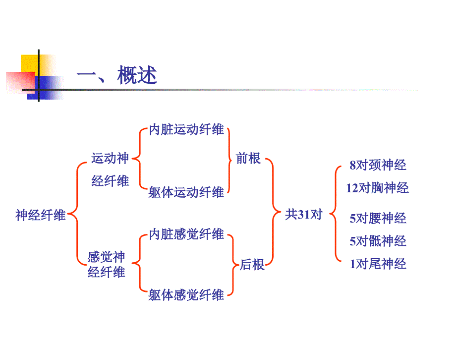 神经系统脊神经_第3页