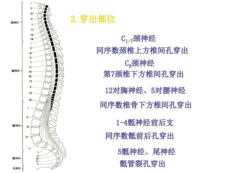 神经系统脊神经_第5页