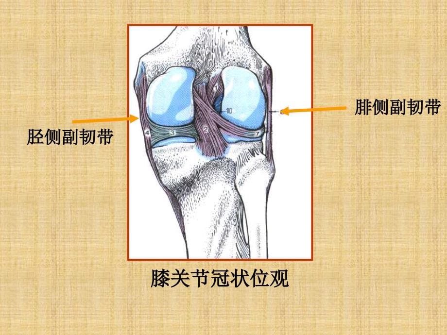 膝关节常见疾病 MR 诊断_第5页