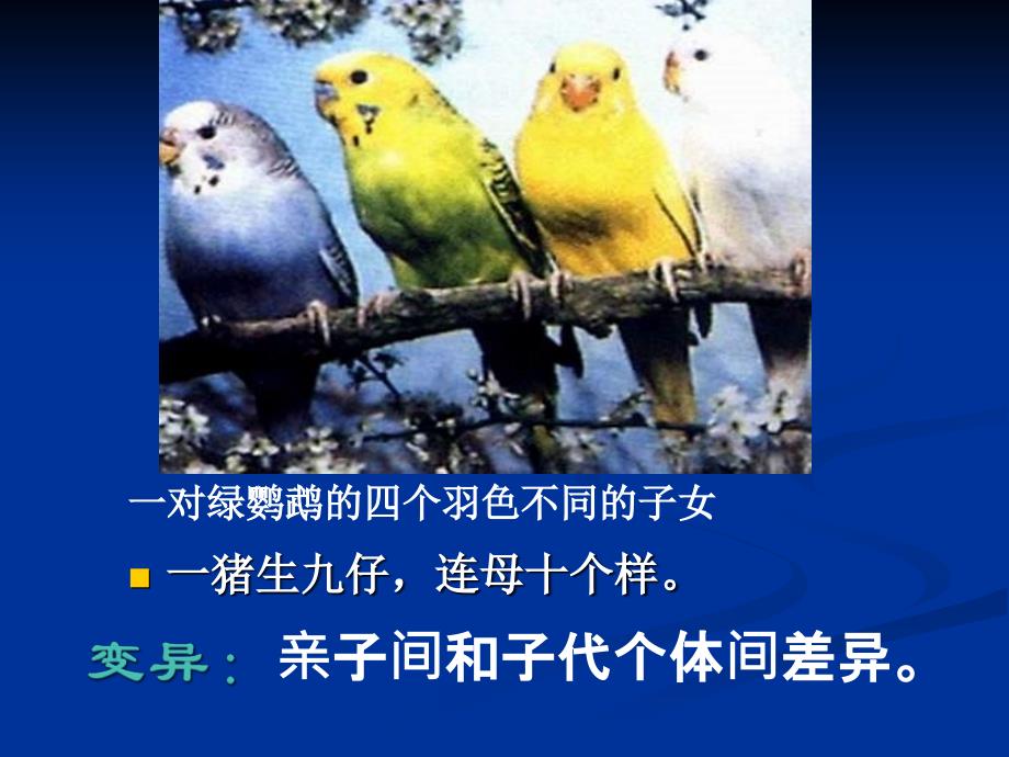 生物新人教版8年级下册全册课件317份生物7.2.1基因控制生物的性状_第3页