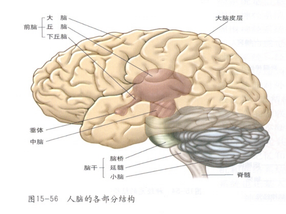 生理学2011年神经系统_第3页