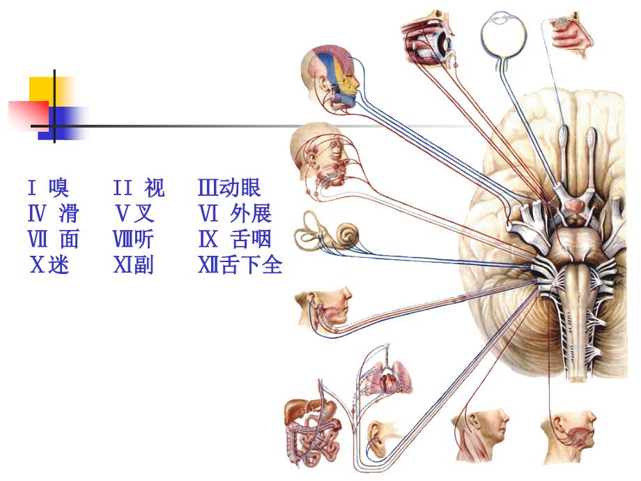 神经系统脑神经_第3页