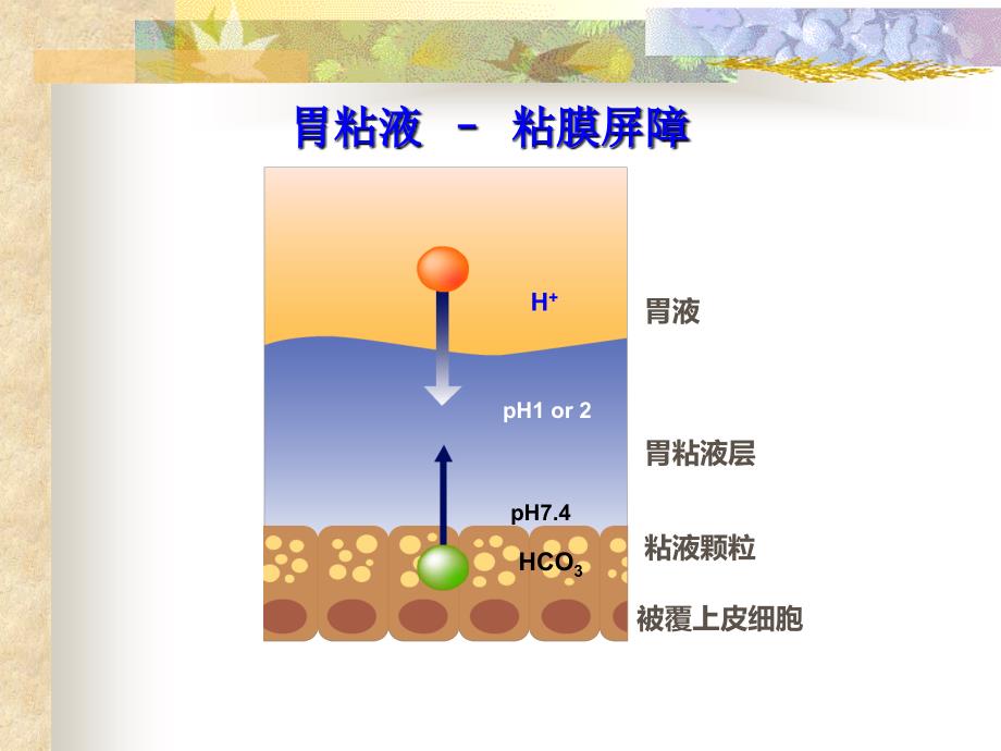 消化系统疾病慢性胃炎秦咏梅_第4页