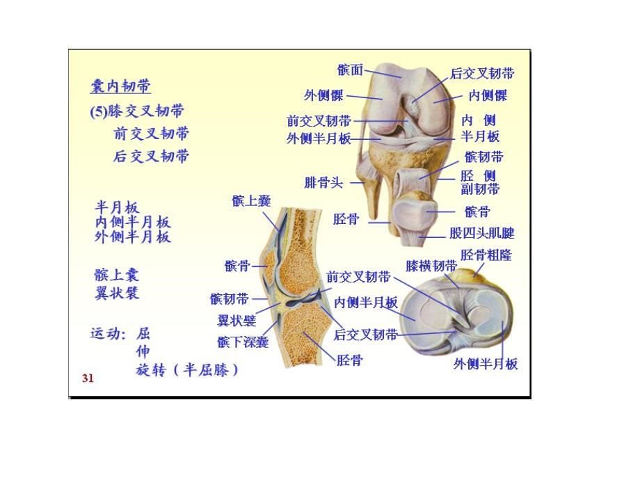 膝关节常见疾病的 超声 检查_第5页