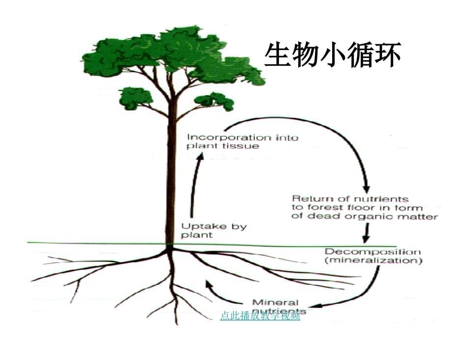 生态系统中的物质循环1章节_第5页