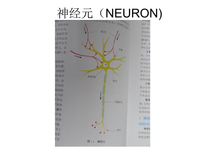 神经系统组成1课件_第4页