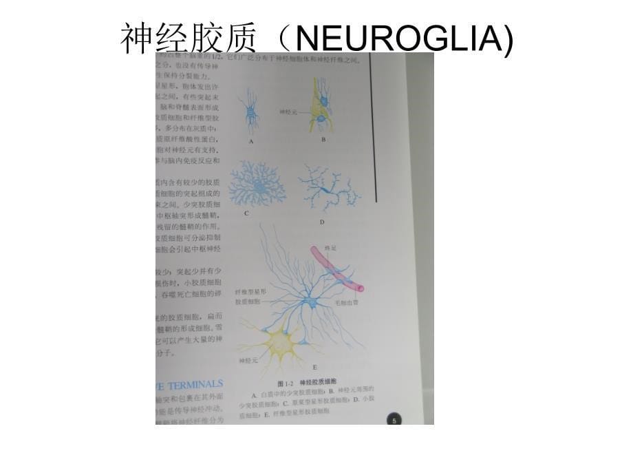 神经系统组成1课件_第5页