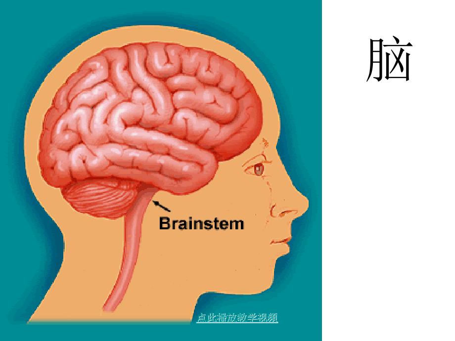 生物神经系统的组成复习课_第2页