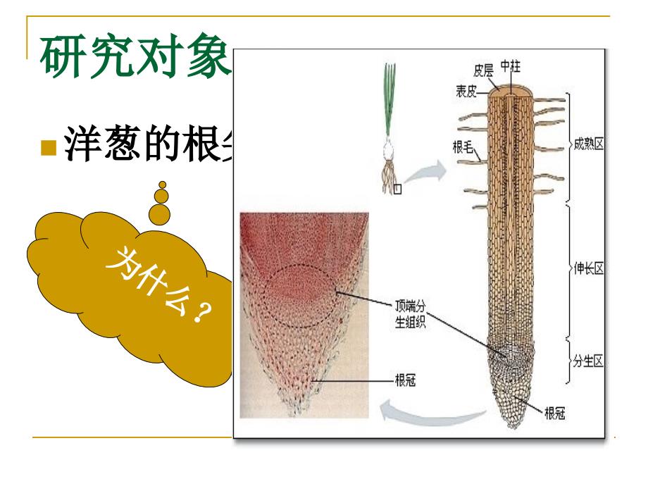 观察植物细胞的 有丝 分裂_第2页