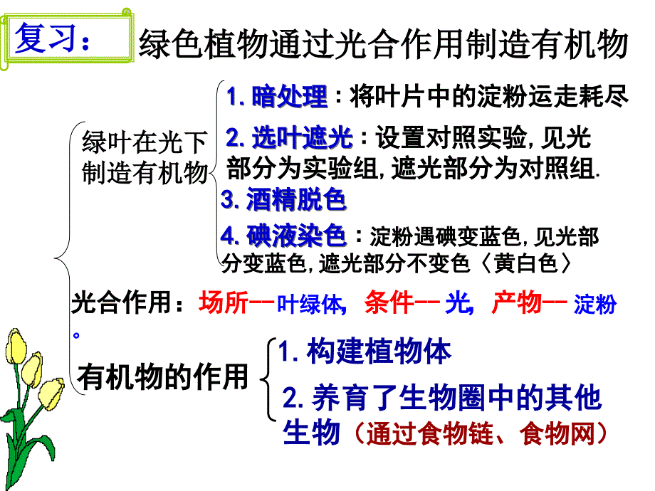 第一节光合作用吸收二氧化碳 释放 氧气_第1页