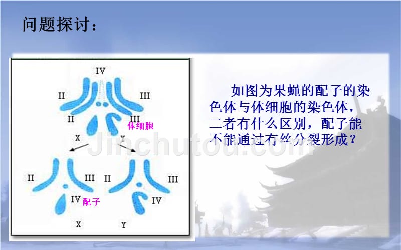 生物2.2生物减数分裂和受精作用_第1页