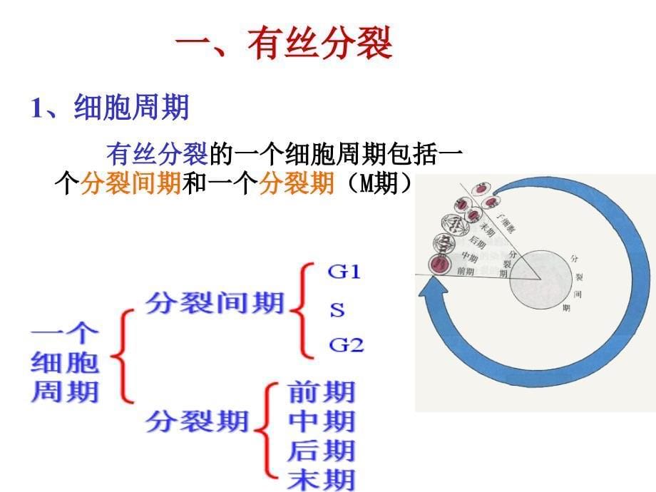 生物课件考点6细胞的生长和增殖_第5页