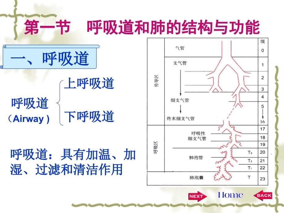 生理课件第五章_第5页