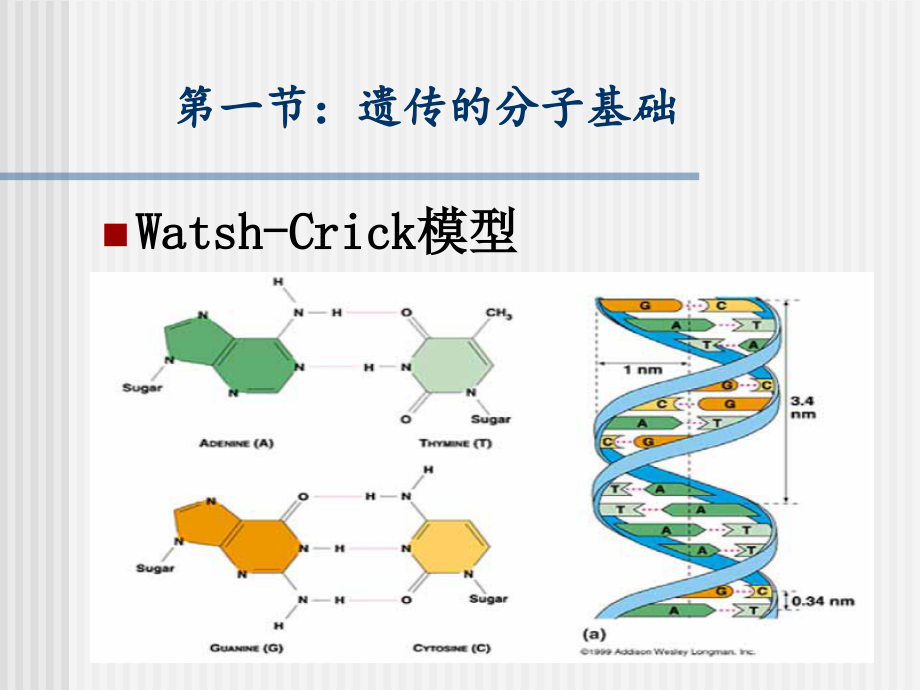 生物4生命的遗传与变异_第2页