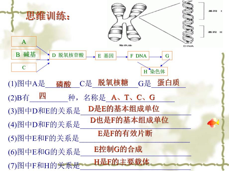 生物41基因指导蛋白质合成_第4页