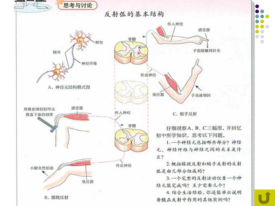 生物课件21通过神经系统的调节文科课件_第3页