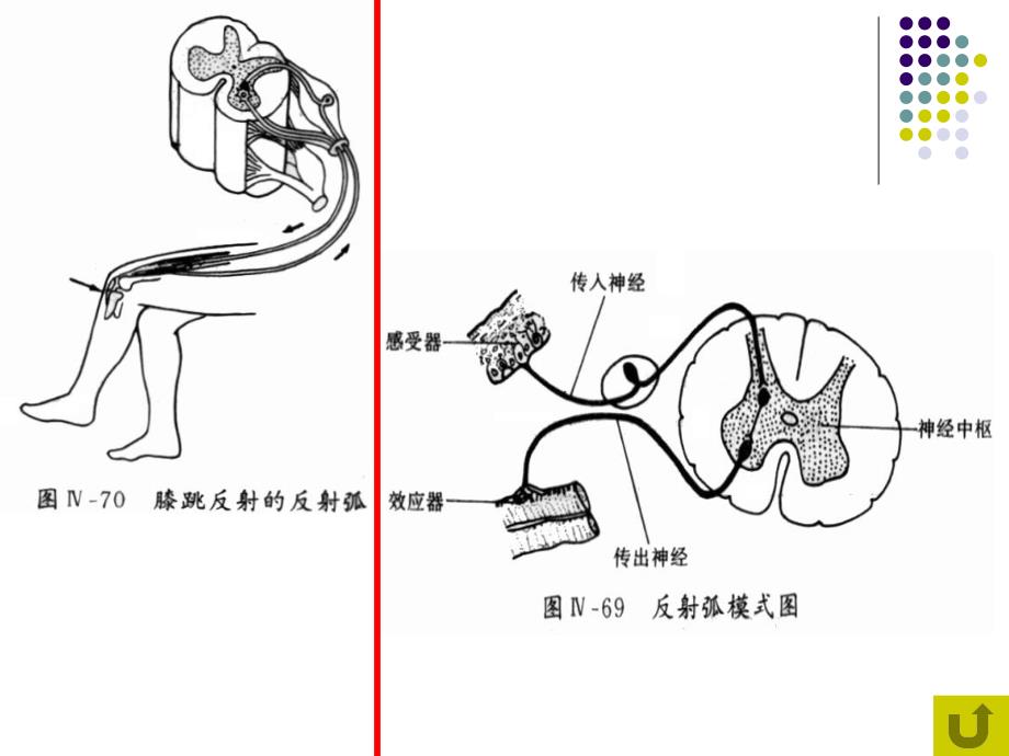 生物课件21通过神经系统的调节文科课件_第4页