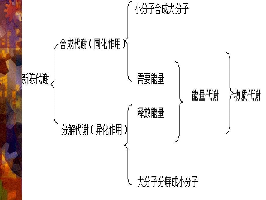 生物化学生物化学1章节_第5页