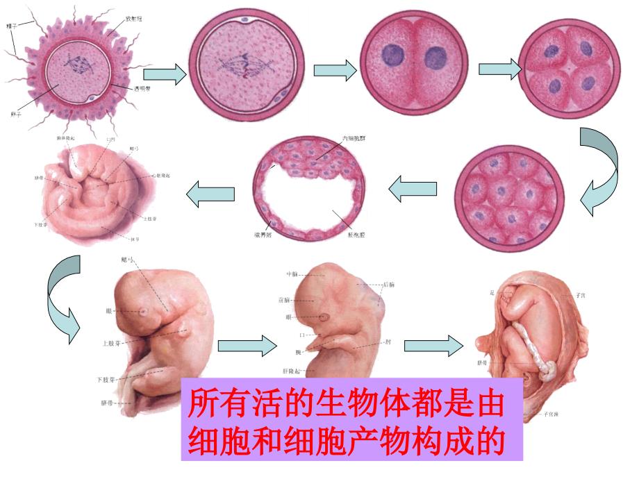 生物前言课件_第4页