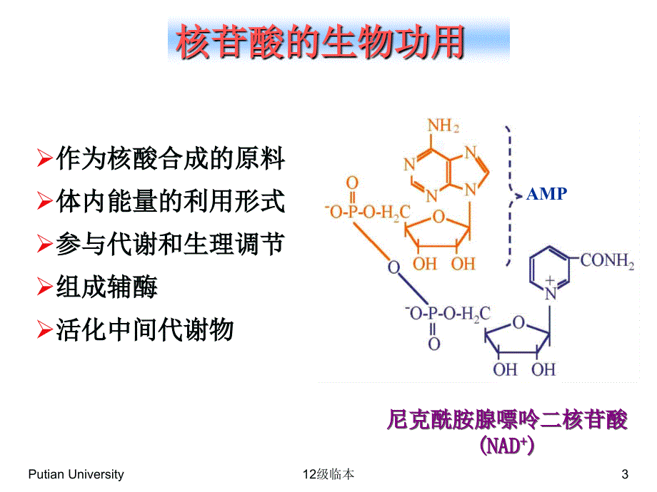 生物化学第10章核苷酸代谢_第3页