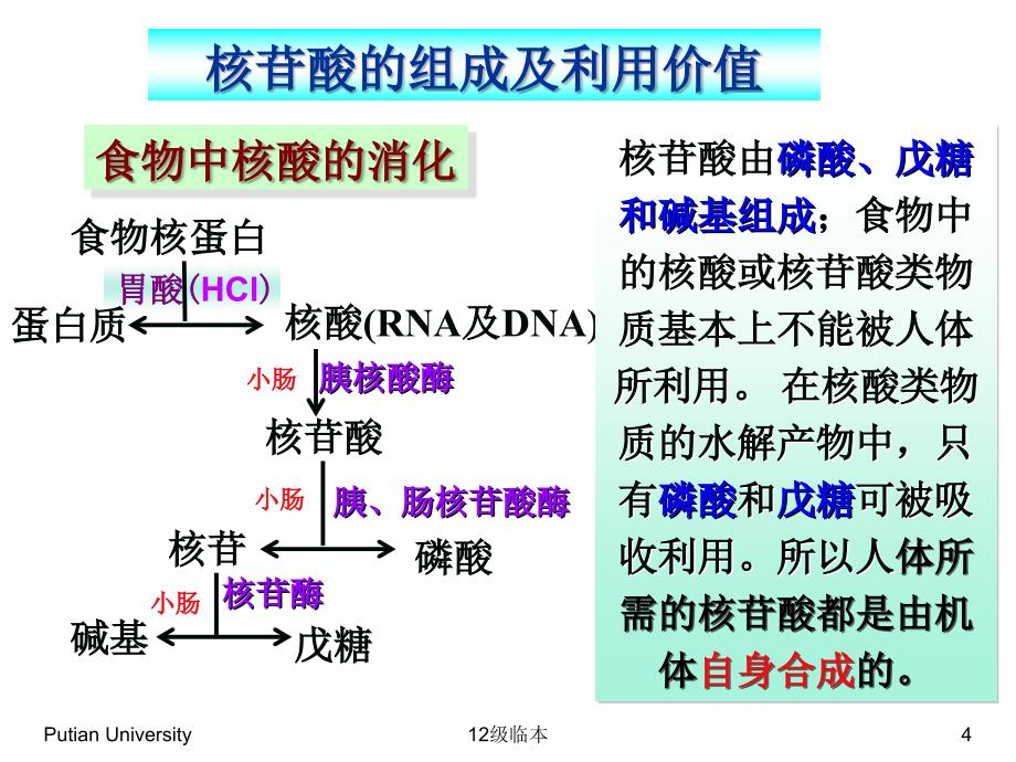 生物化学第10章核苷酸代谢_第4页