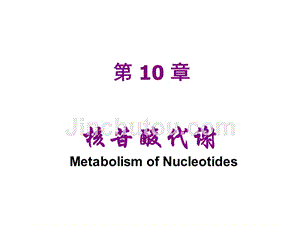 生物化学第10章核苷酸代谢